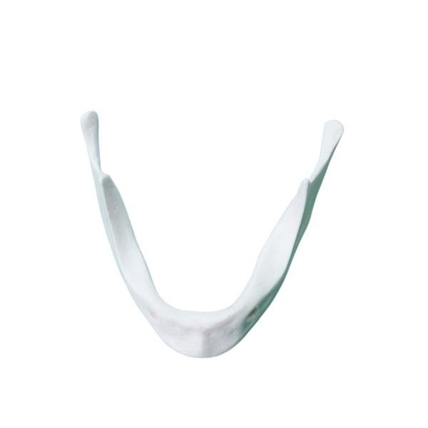 Mandible Jaw Bone